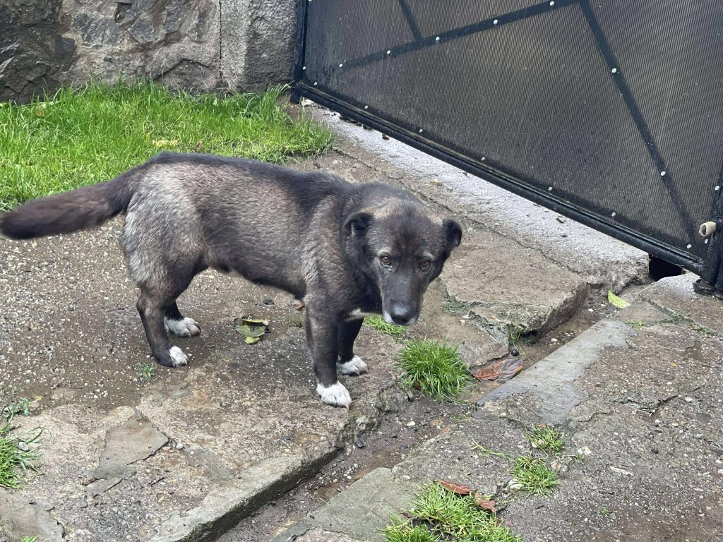 Cora in de opvang.