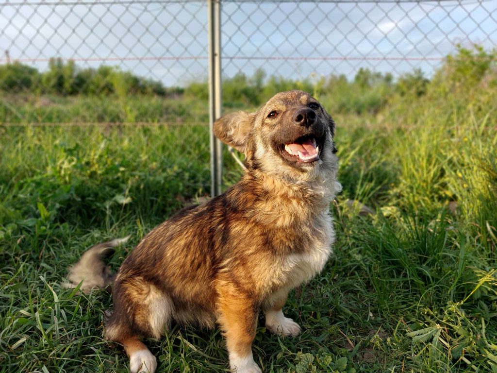 Csopi is een vrolijk hondje.