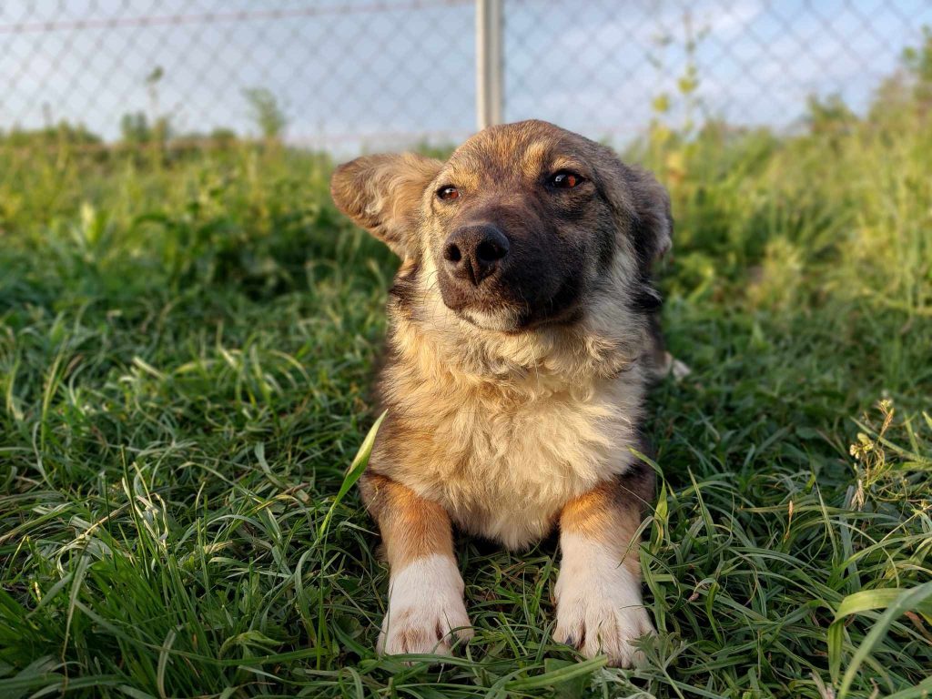 Csopi is een schattig klein hondje.