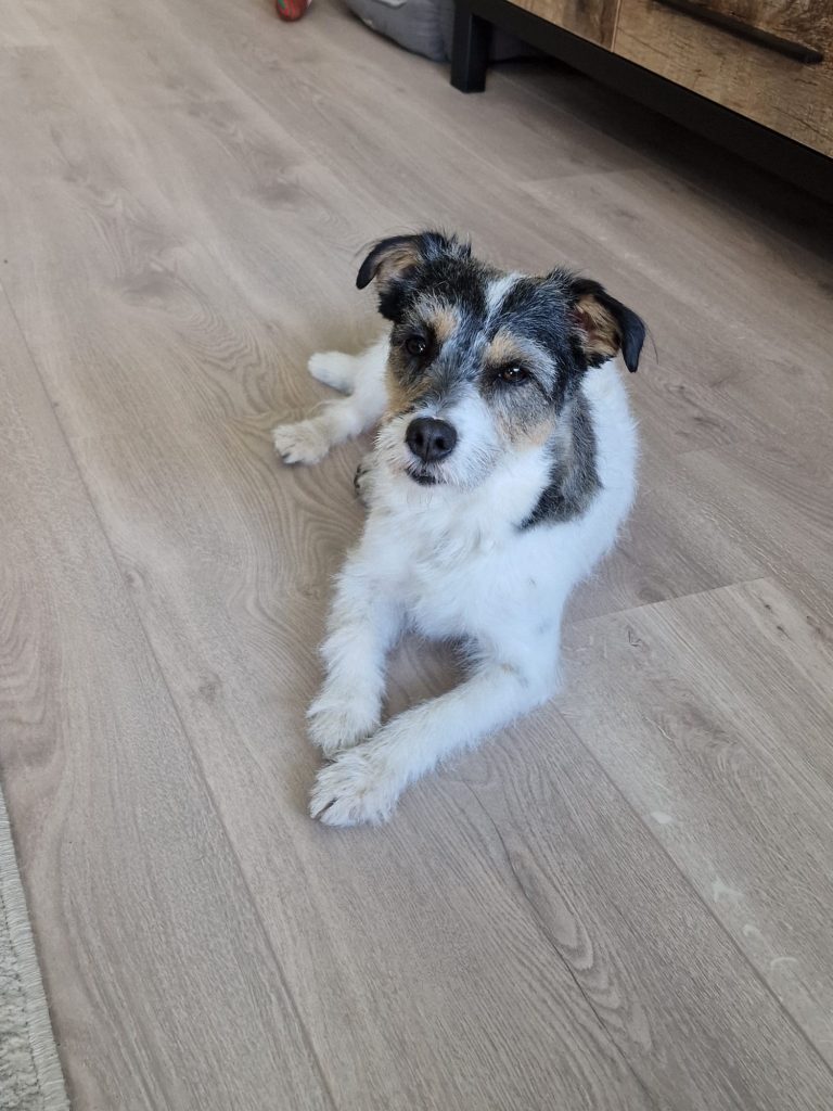 Roemi is een kleine, schattige hond.