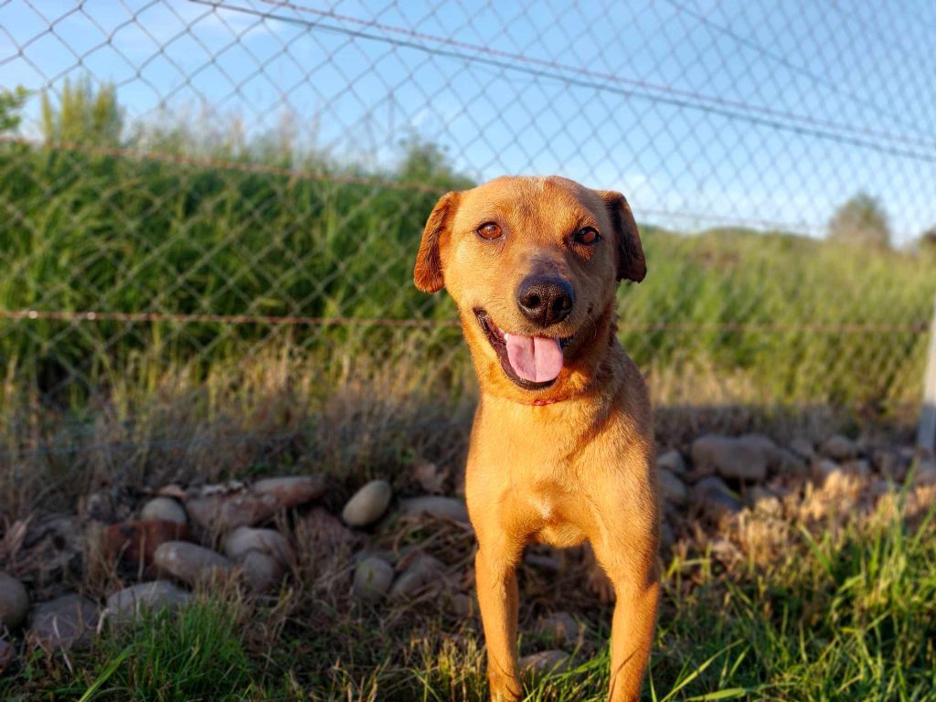 Savana is een mooie hond.