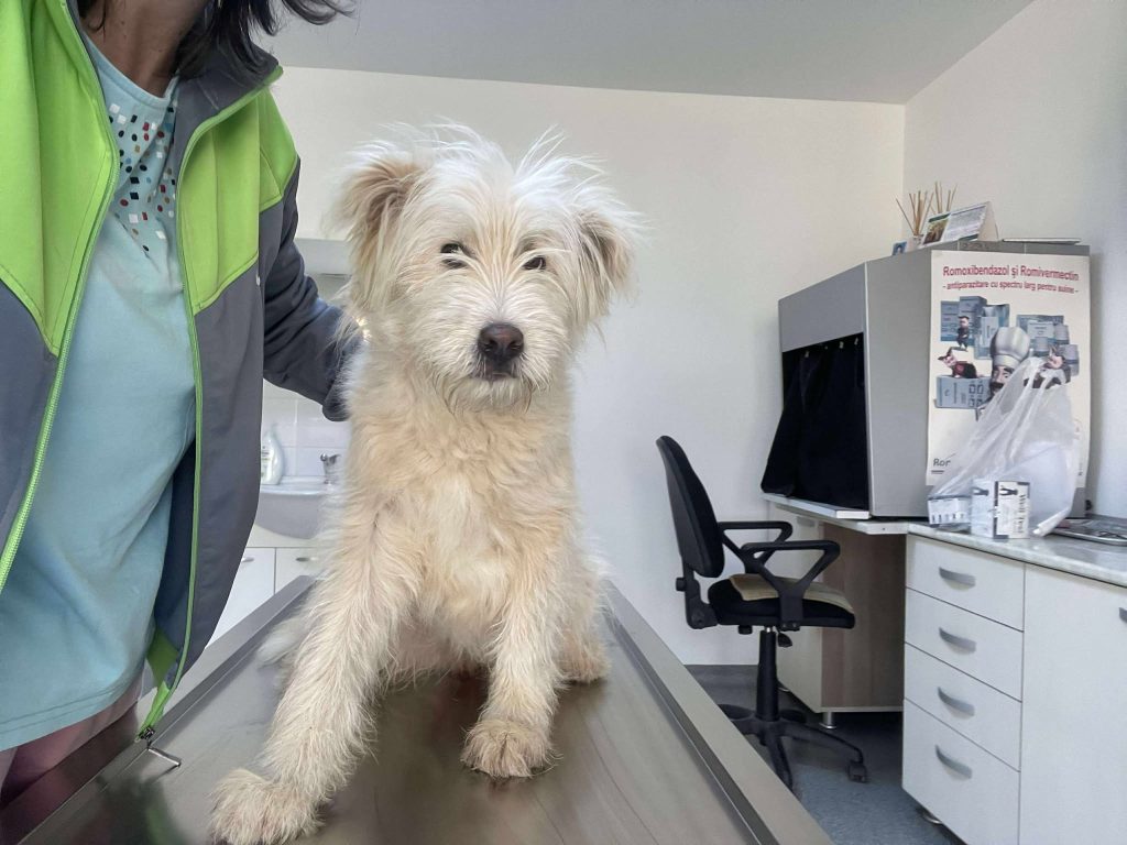 Zara bij de dierenarts
