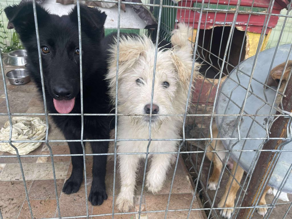 Zara kan goed overweg met andere honden.