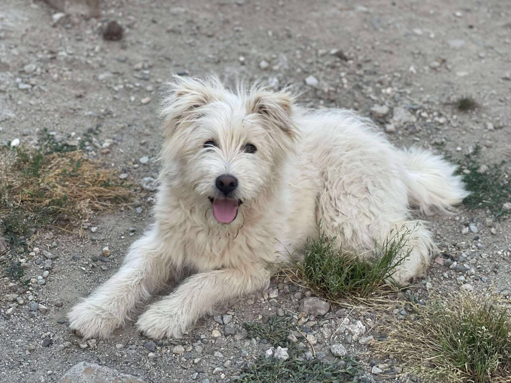 Zara is een vrolijke hond.