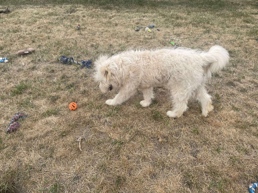Zara speelt graag.