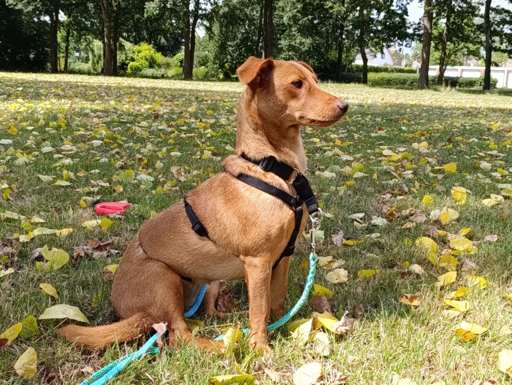 Zoë wandelt graag.
