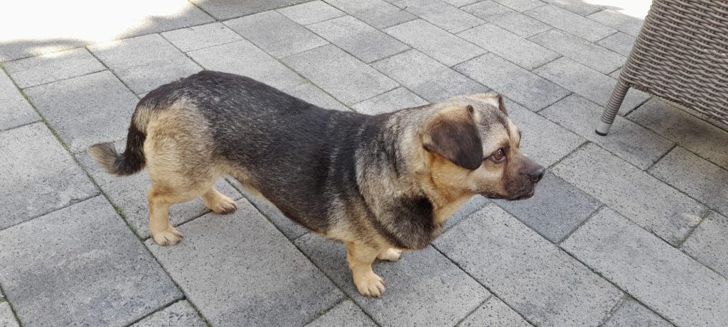 Mazzel in de tuin.