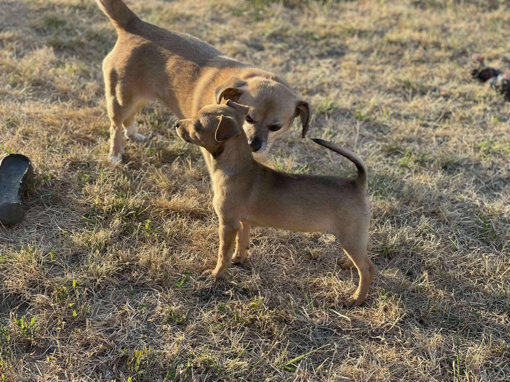 Lilou leert de andere honden kennen.