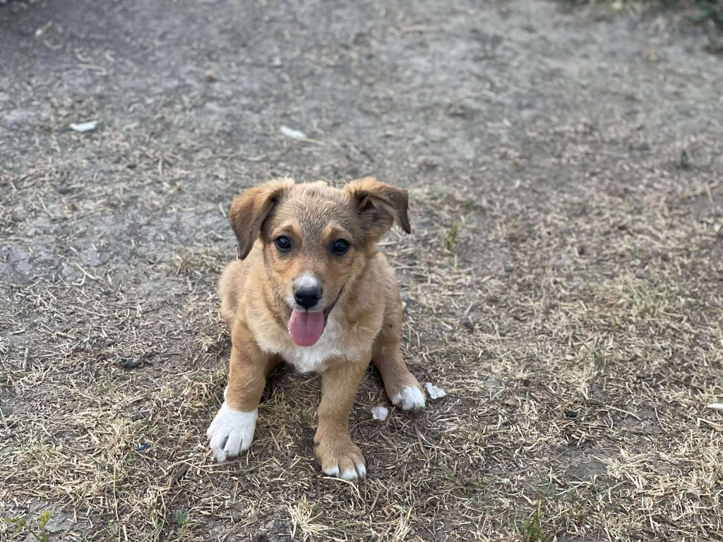 Mara is een vrolijk hondje.