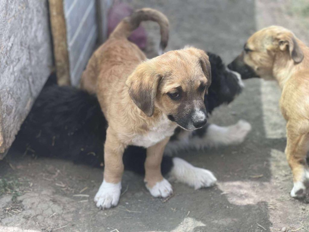Marlow kan goed overweg met andere honden.