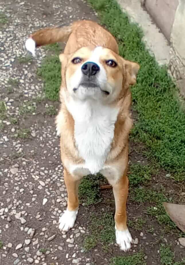 Pille is een vrolijke hond.