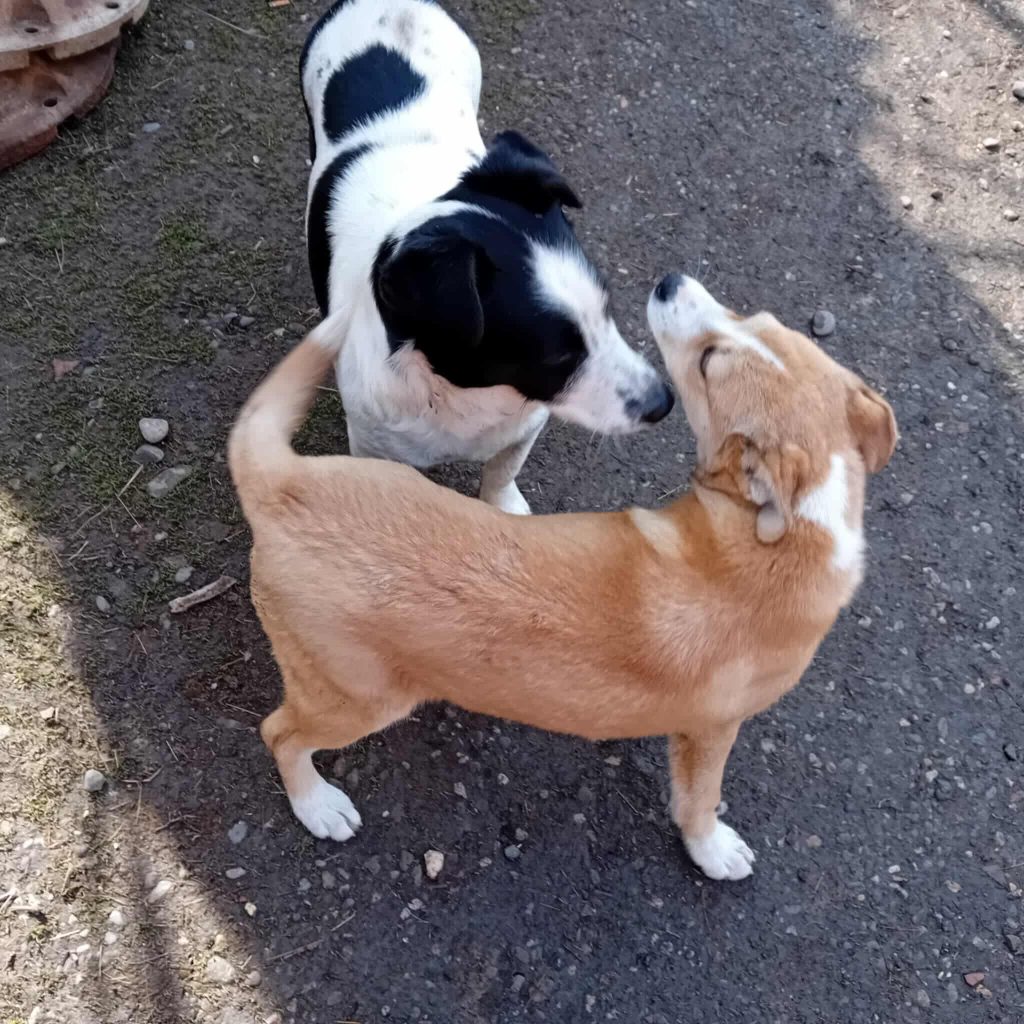 Pille kan goed overweg met andere honden.