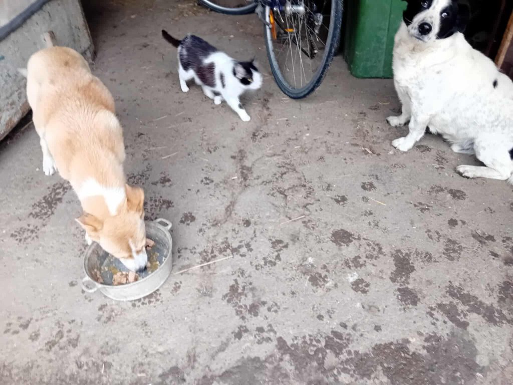 Pille kan overweg met katten.
