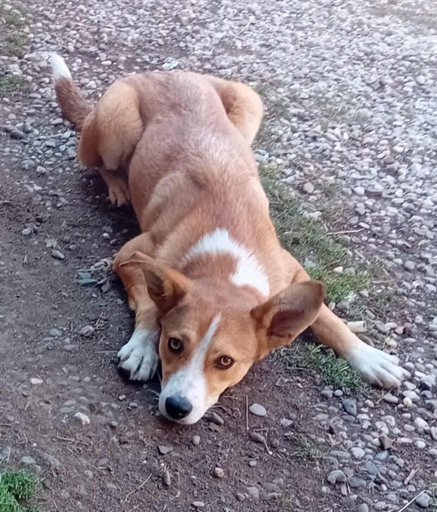 Pille wacht op een fijne adoptant.