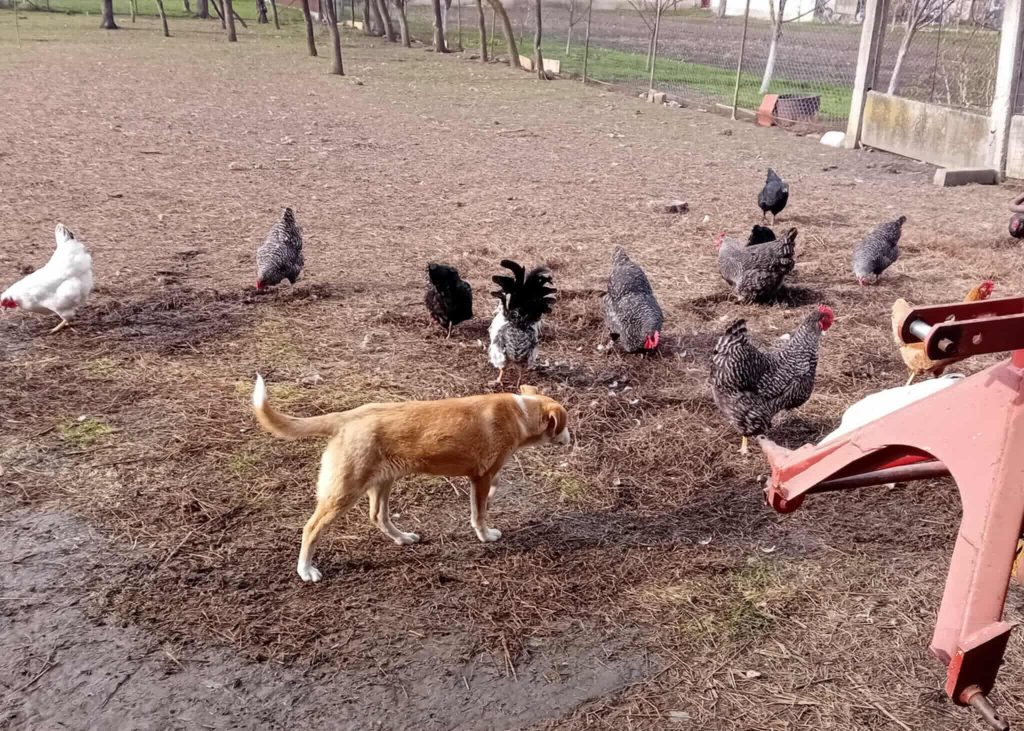 Pille vindt alle dieren leuk.