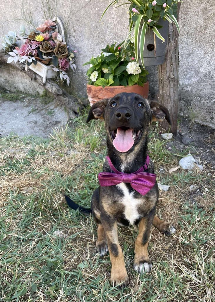 Samba is een vrolijke pup.