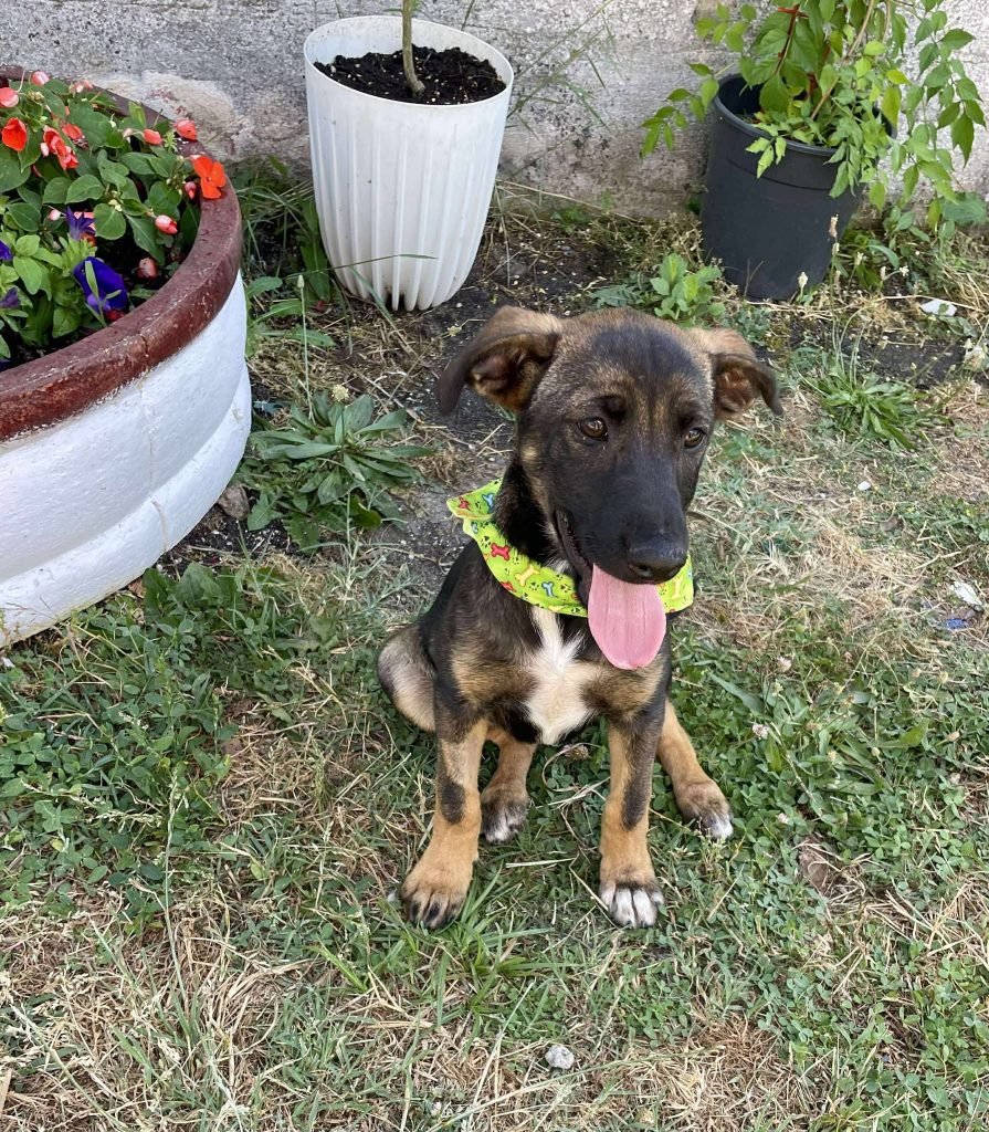 Samba is een speelse pup.