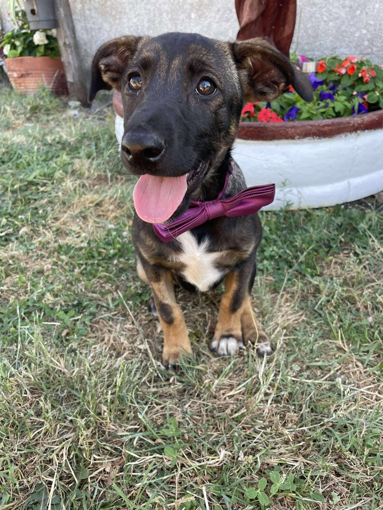 Samba is een mooie hond.