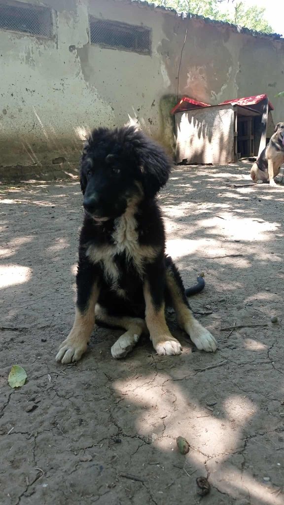 Tobias in de shelter.