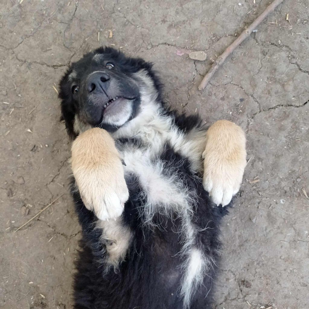 Tobias is een vrolijk hondje.