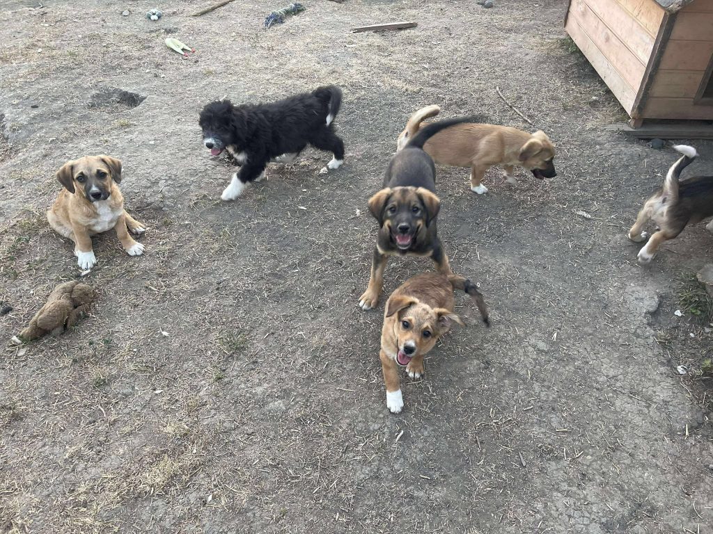 Mara kan goed overweg met andere honden.