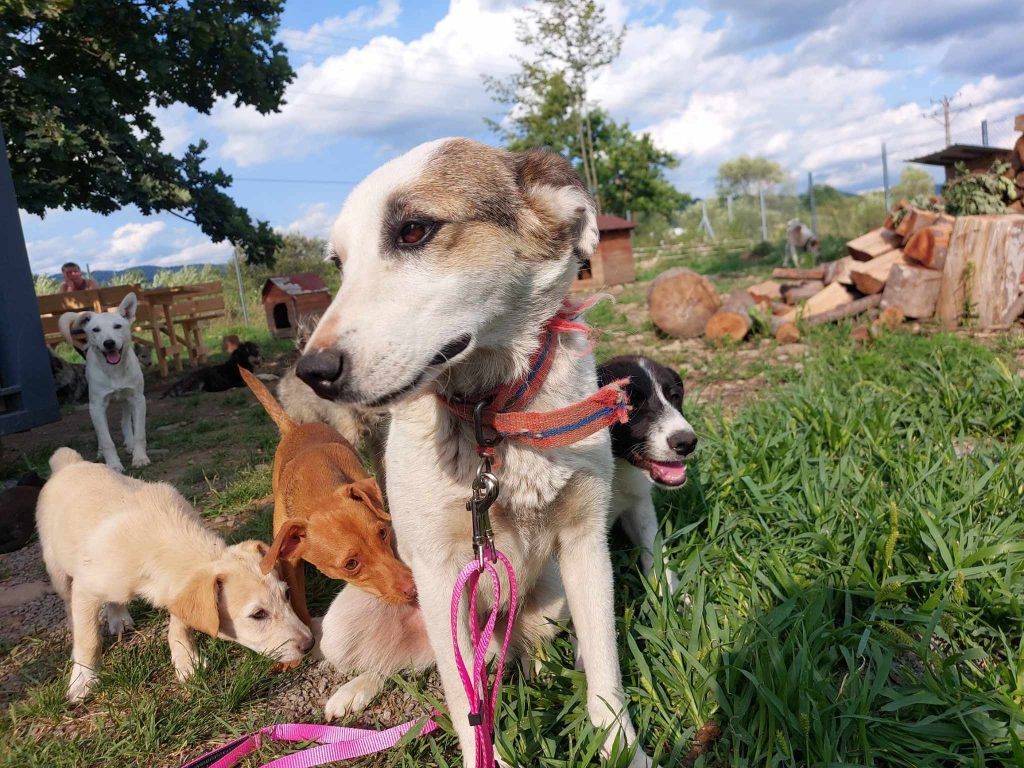 Belinda gaat goed om met andere honden. 
