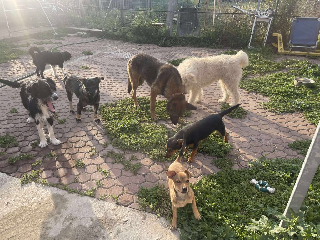 Bibi kan goed overweg met andere honden.