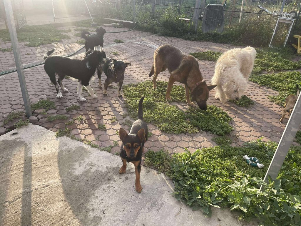 Bibi is een vrolijk hondje.