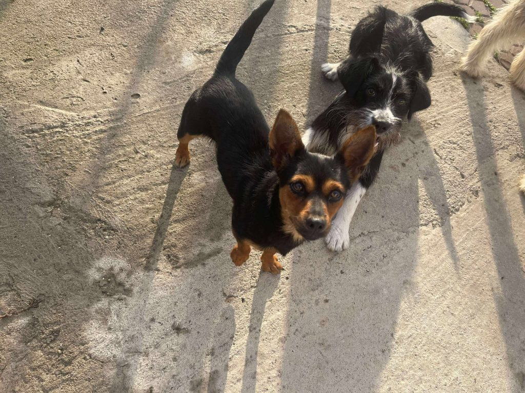 Bibi en haar vriendjes.
