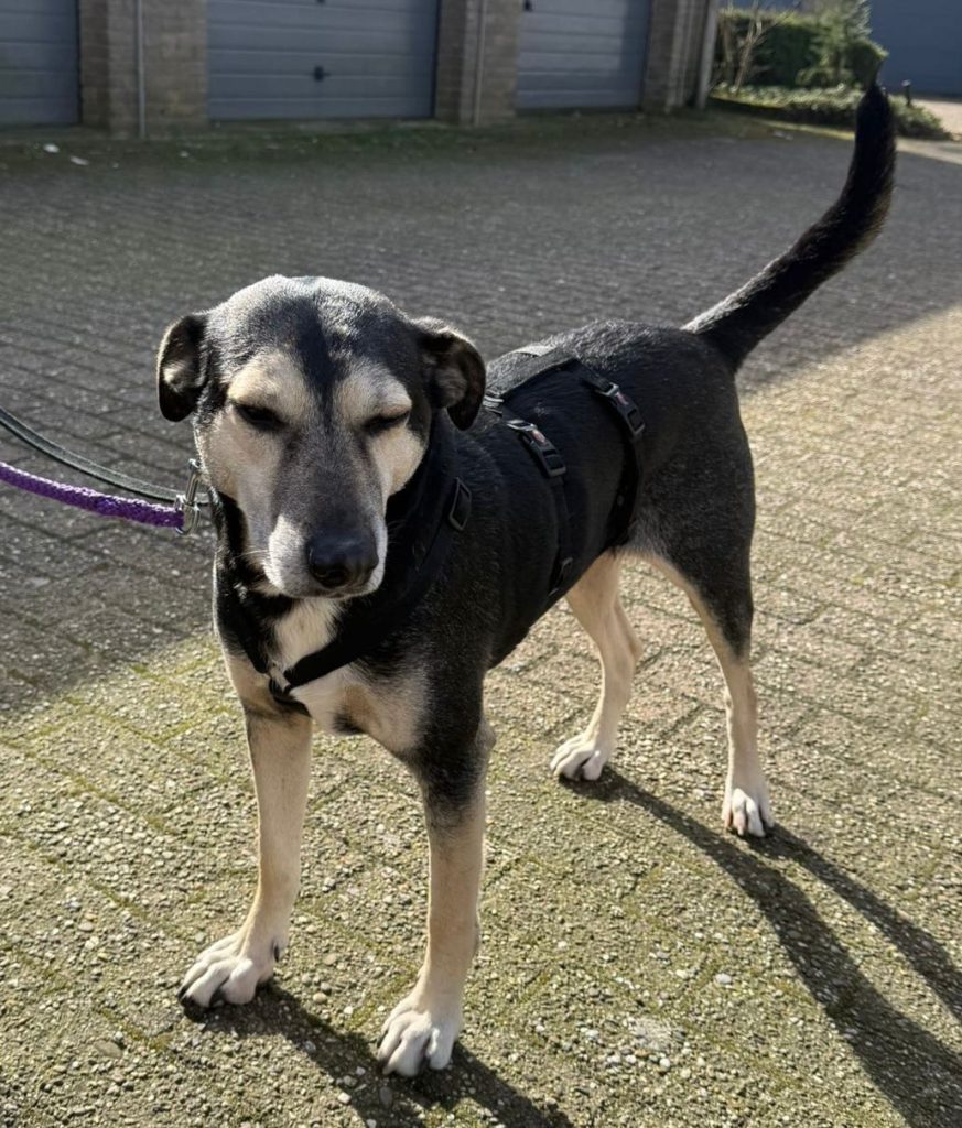 Boy is een leuke grote hond.