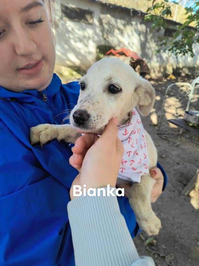Bianka is gevonden op een hondendumpplek.