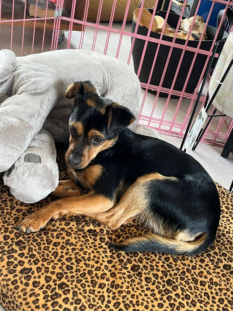 Bobo houdt van knuffelen.