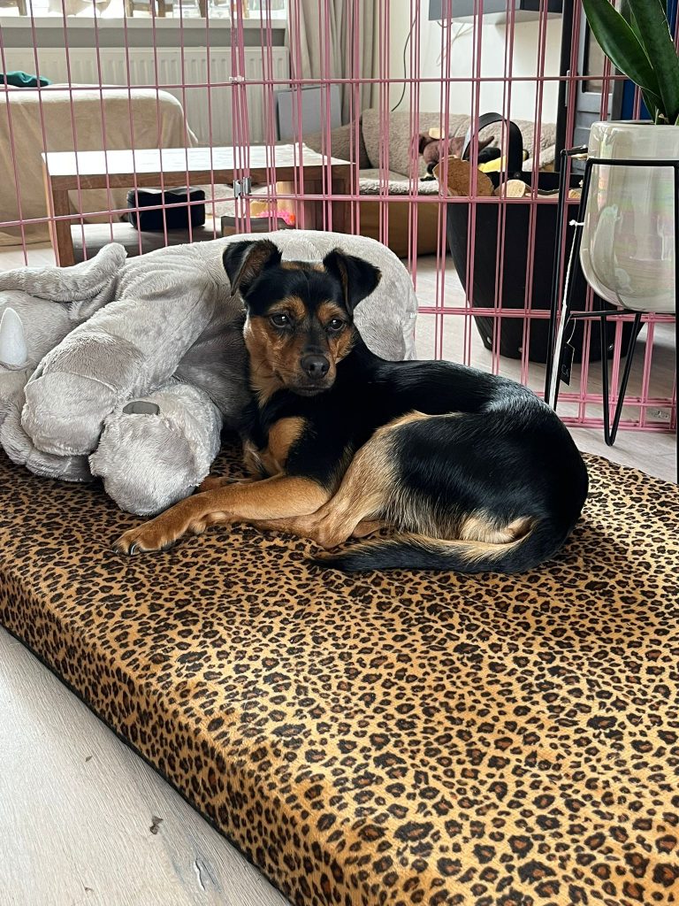 Bobo is een leuk ventje. 