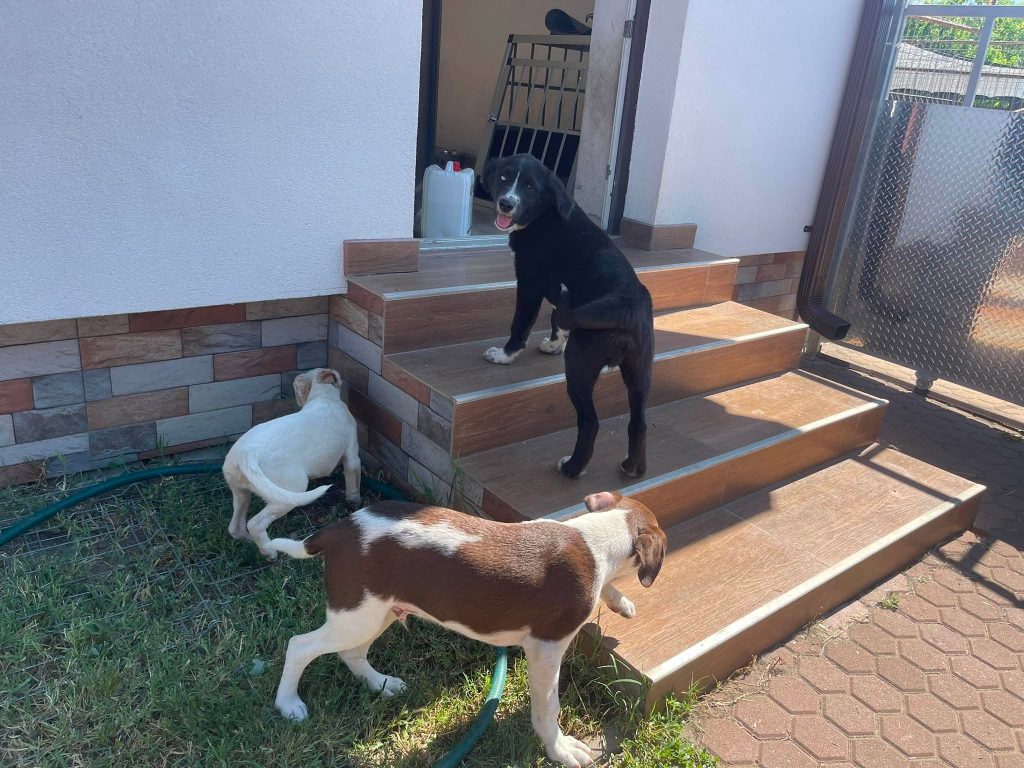 Bibi is de enige overlevende pup.