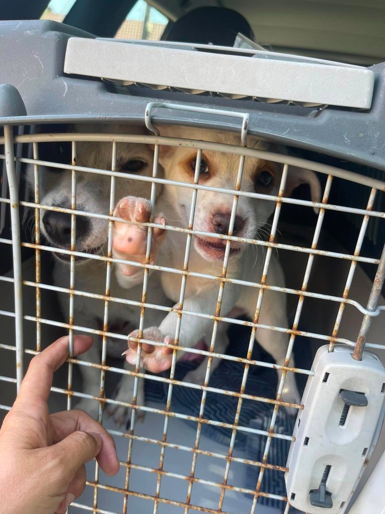 Bibi is bij rescuer Daniela.