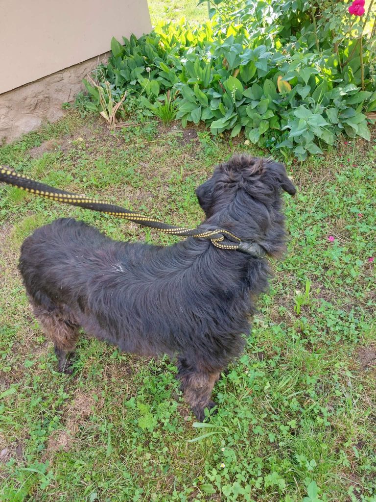 Blacky is 2 jaar geleden gevonden op straat