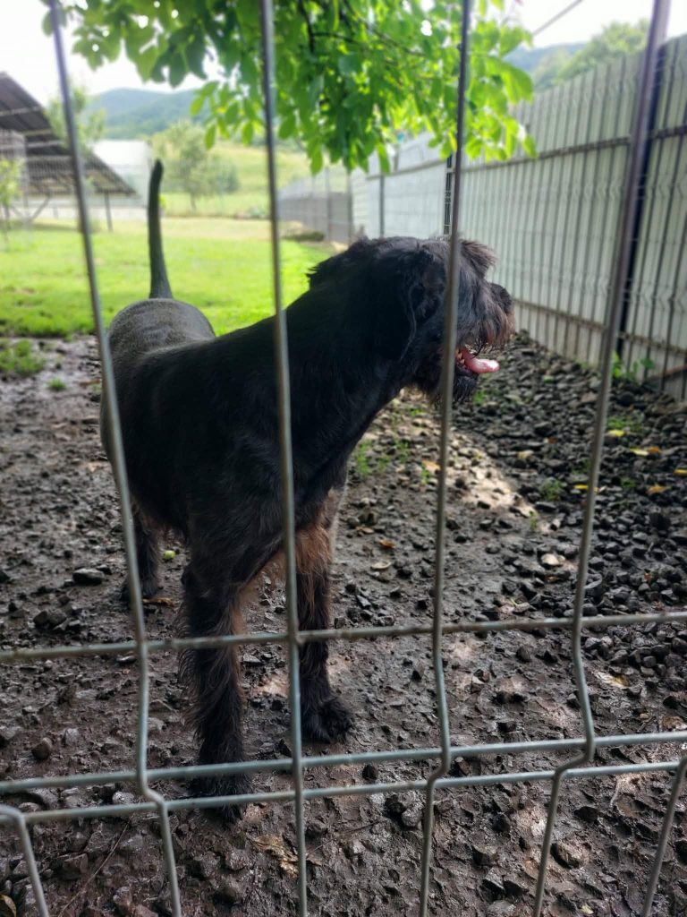 Blacky leefde 2 jaar geleden nog op straat.