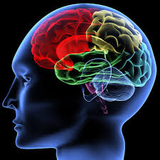 hersenen en neurotransmitters