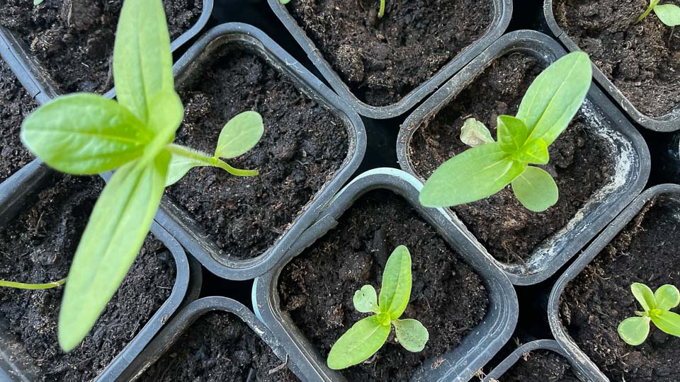 Så skolar du om dina plantor