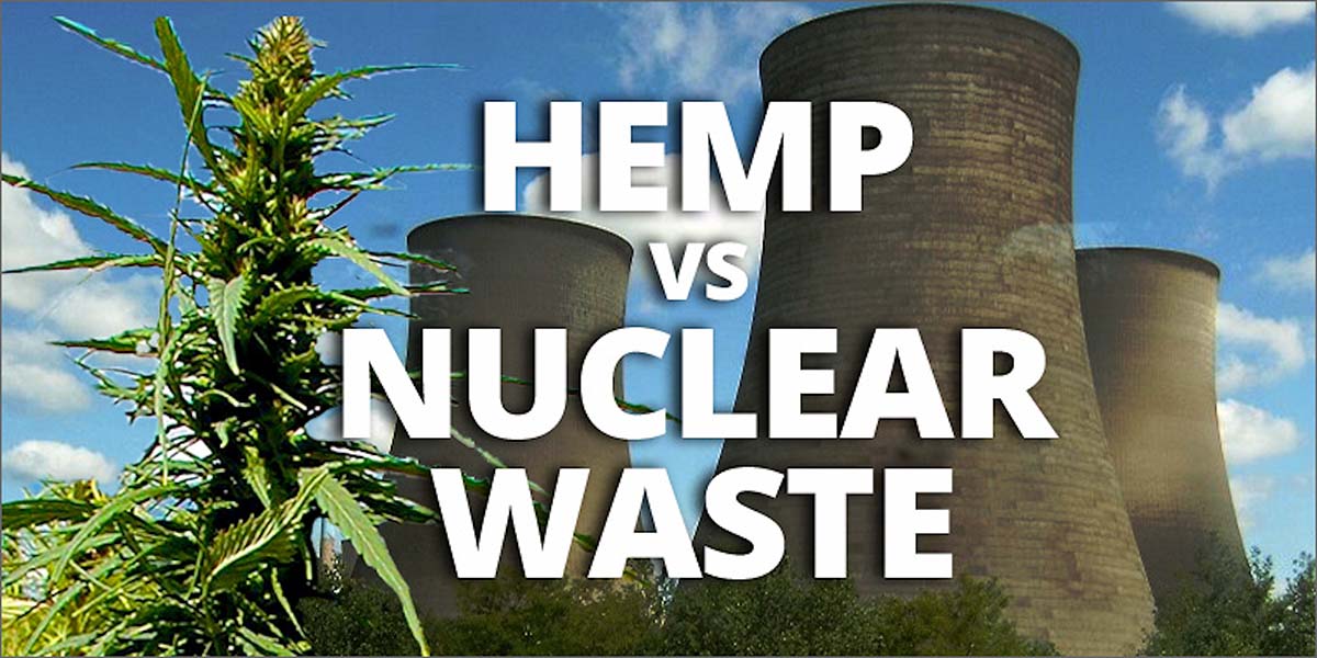 Hemp's Potential in Nuclear Waste Remediation