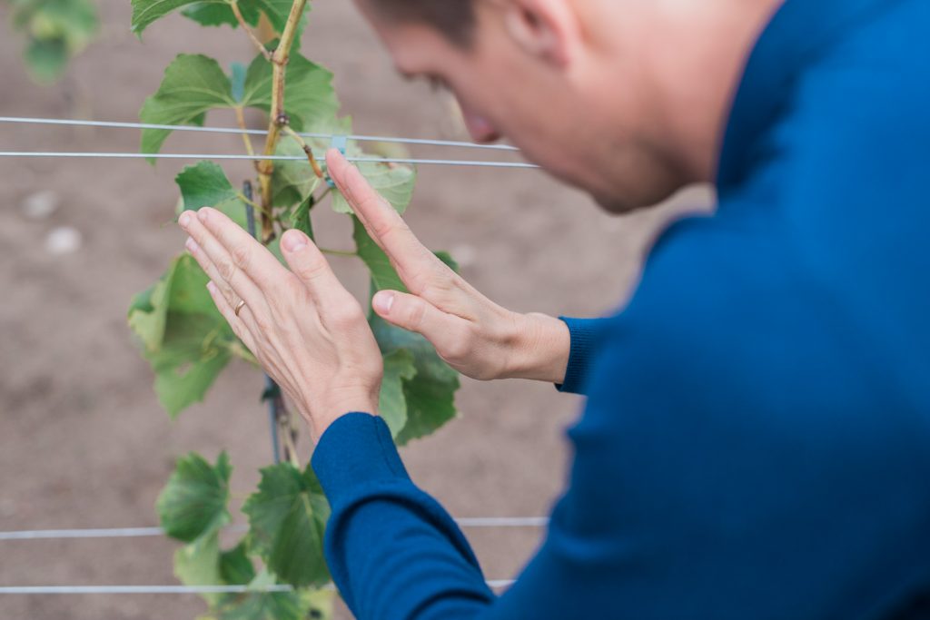 Nära handarbete med plantorna och vinrankorna för att odla vindruvorna