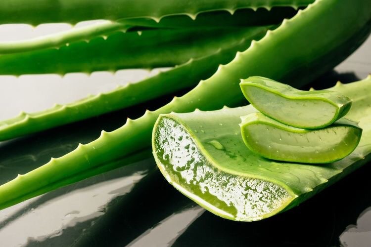 Aloe vera article soleil