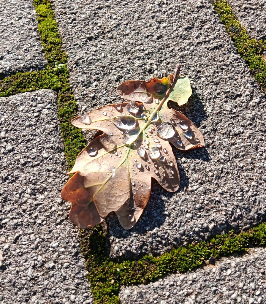 Auf dem Bild ist ein heruntergefallenes Blatt zu sehen. Es gehört zum Artikel Warum du mit dem Loslassen heute noch anfangen solltest.