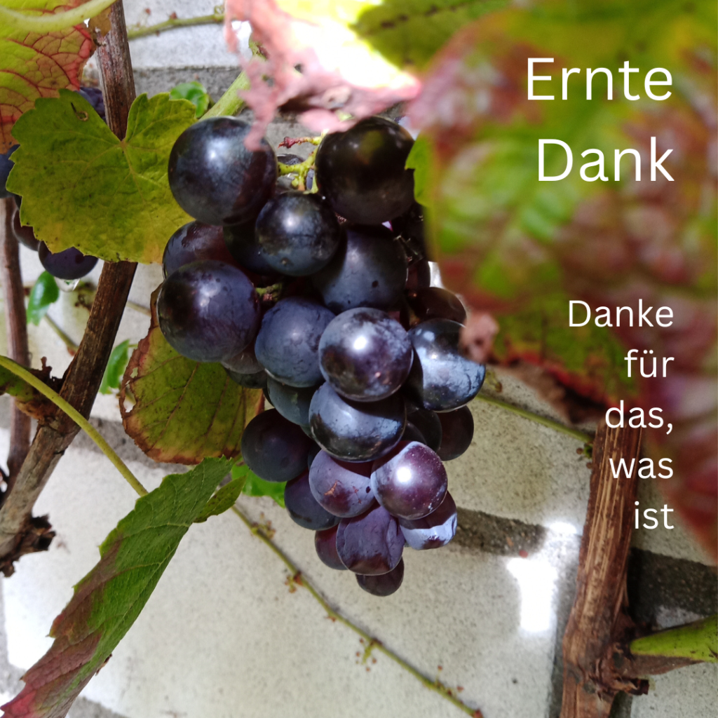  Auf dem Bild befinden sich Trauben, das Wort Erntedank und der Satz Danke für das, was ist.