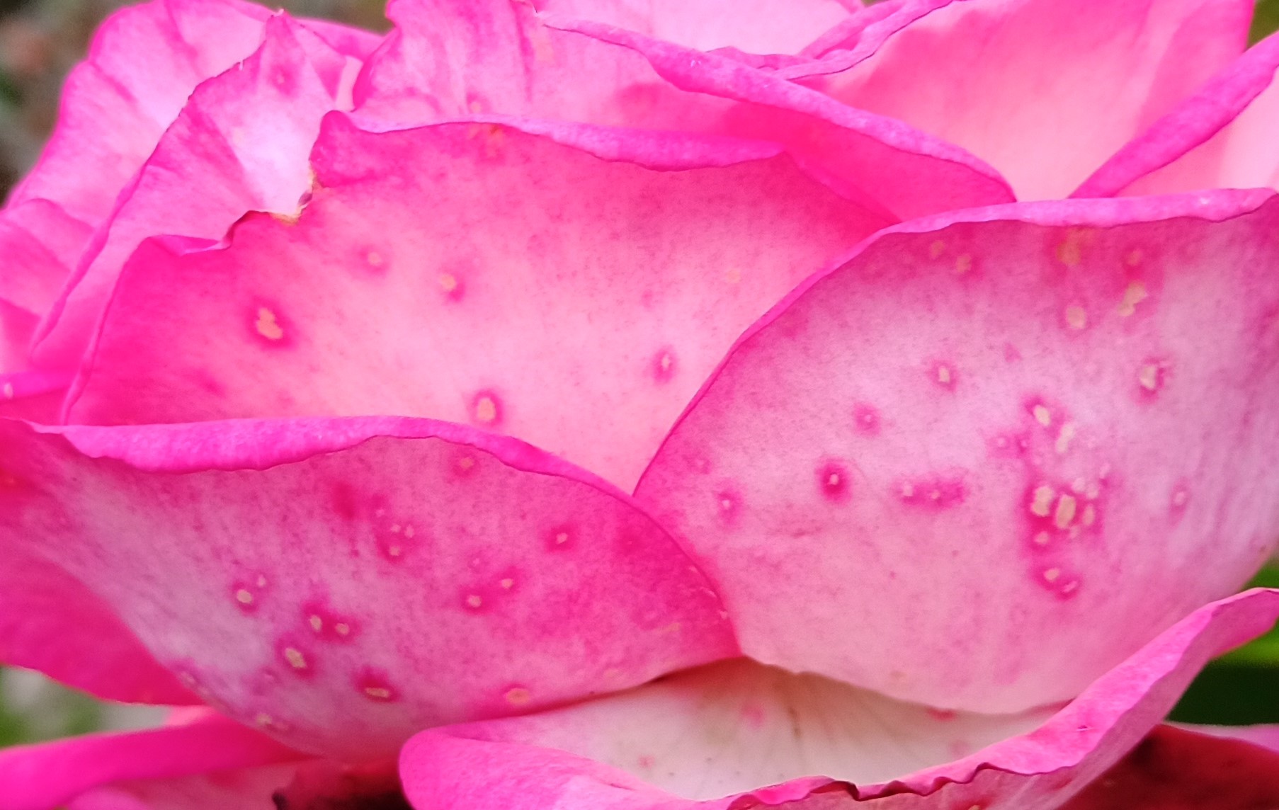 Auf der Startseite für Herbstzeitrosen befindet sich ein Bild mit einer Rose. 