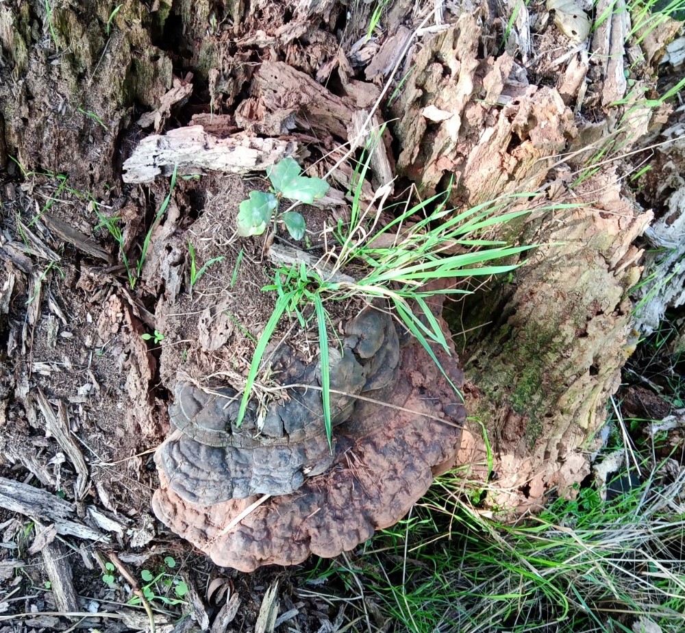 Das Bild zeigt einen verwitterten Baumstumpf, aus dem ein Bäumchen sprießt. Es gehört zu dem Artikel Leben und Sterben.