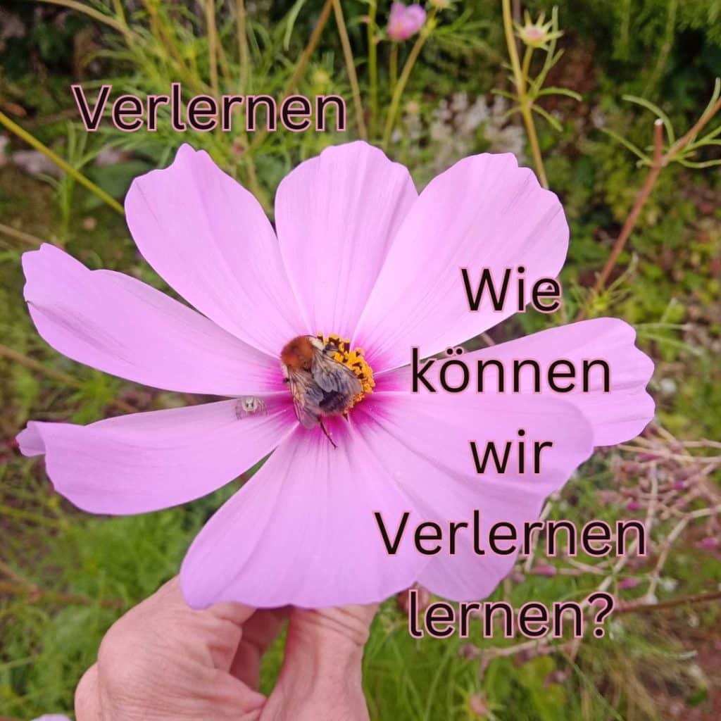 Auf dem Bild ist eine rosafarbene Blume zu sehen mit einer Hummelin der Mitte. Außerdem die Worte Verlernen - Wie können wir Verlernen lernen?