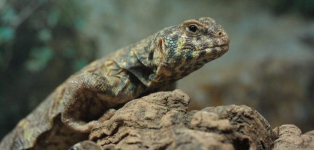 uromastyx