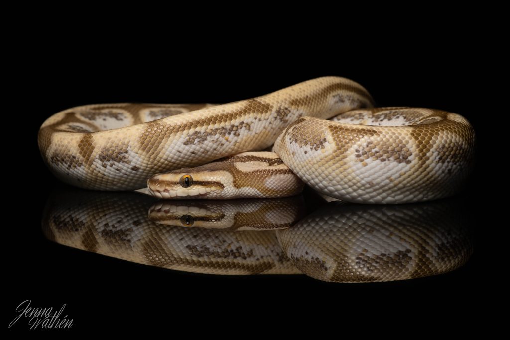 Konge Python Kuningaspyton
