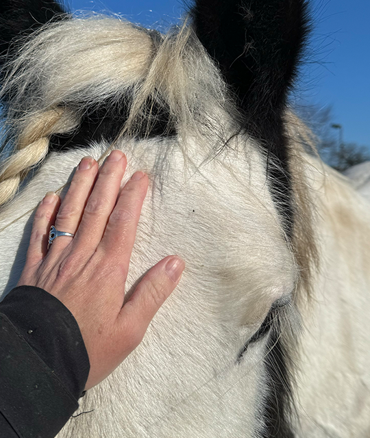 Healing af heste